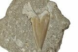 Otodus Shark Tooth Fossil in Rock - Eocene #230933-1